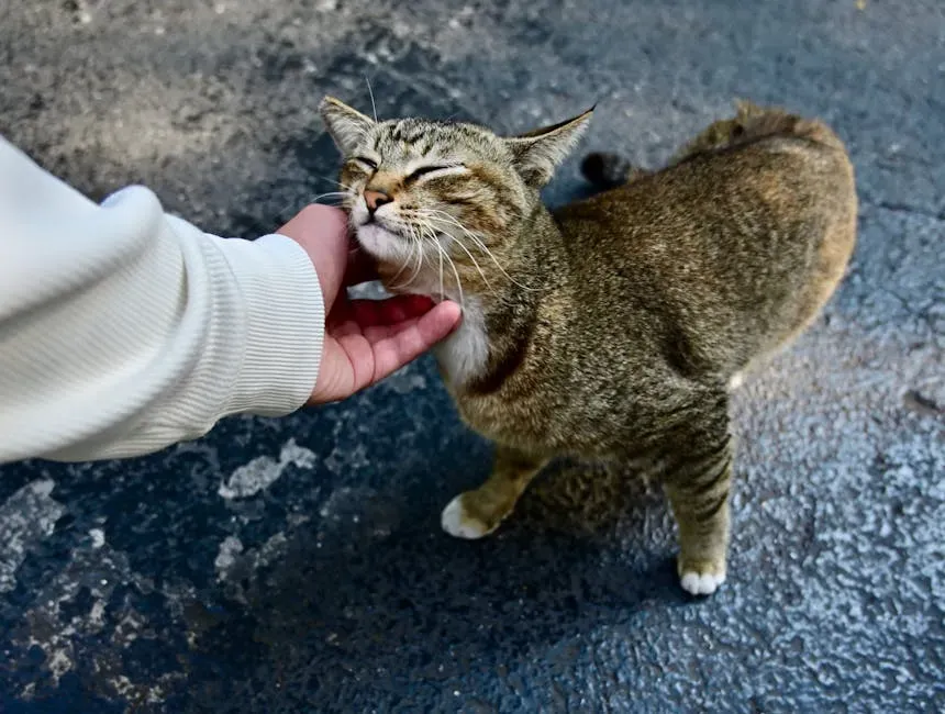 The Bottom Line on Feline Independence (Image Credits: Pexels)