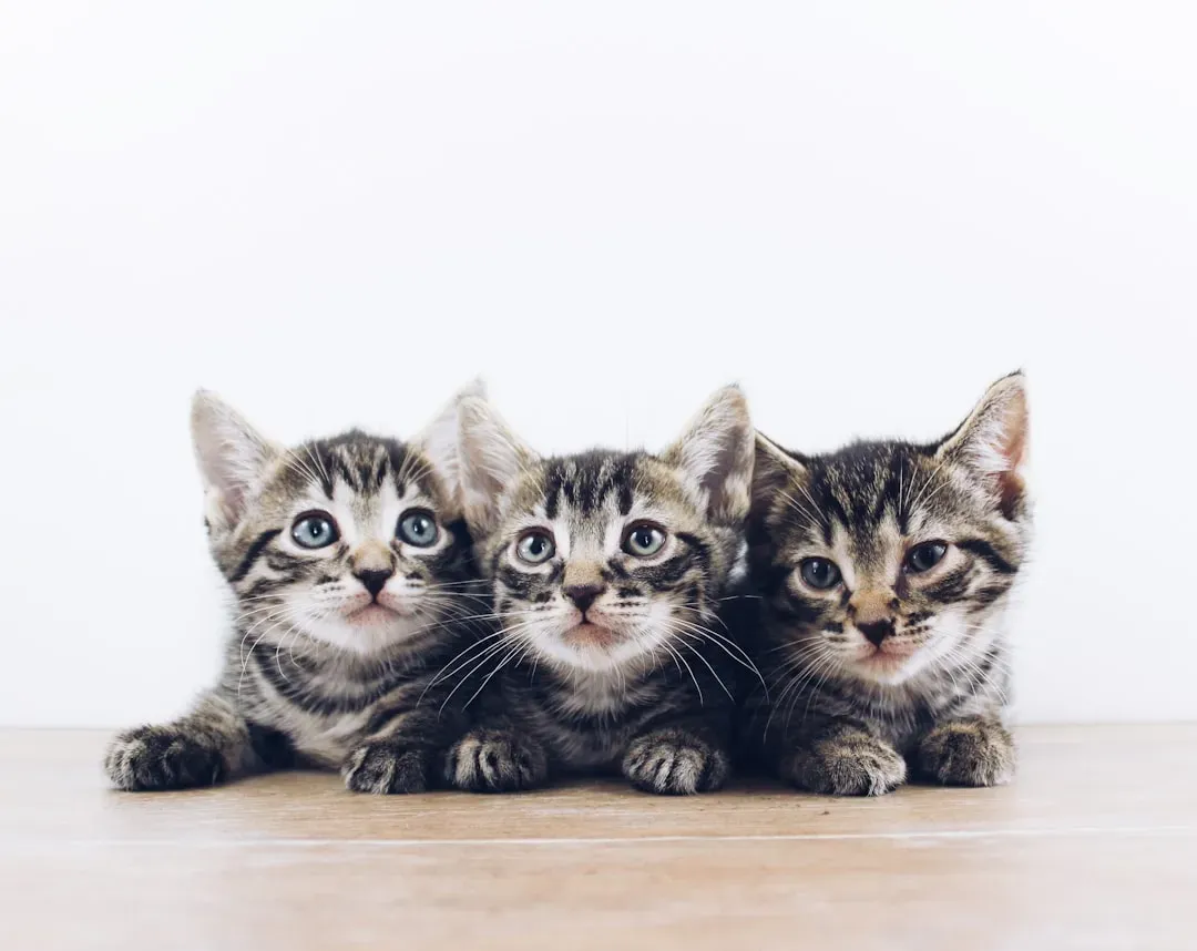 #14 - The Emotional Blueprint From Kittenhood (Image Credits: Unsplash)