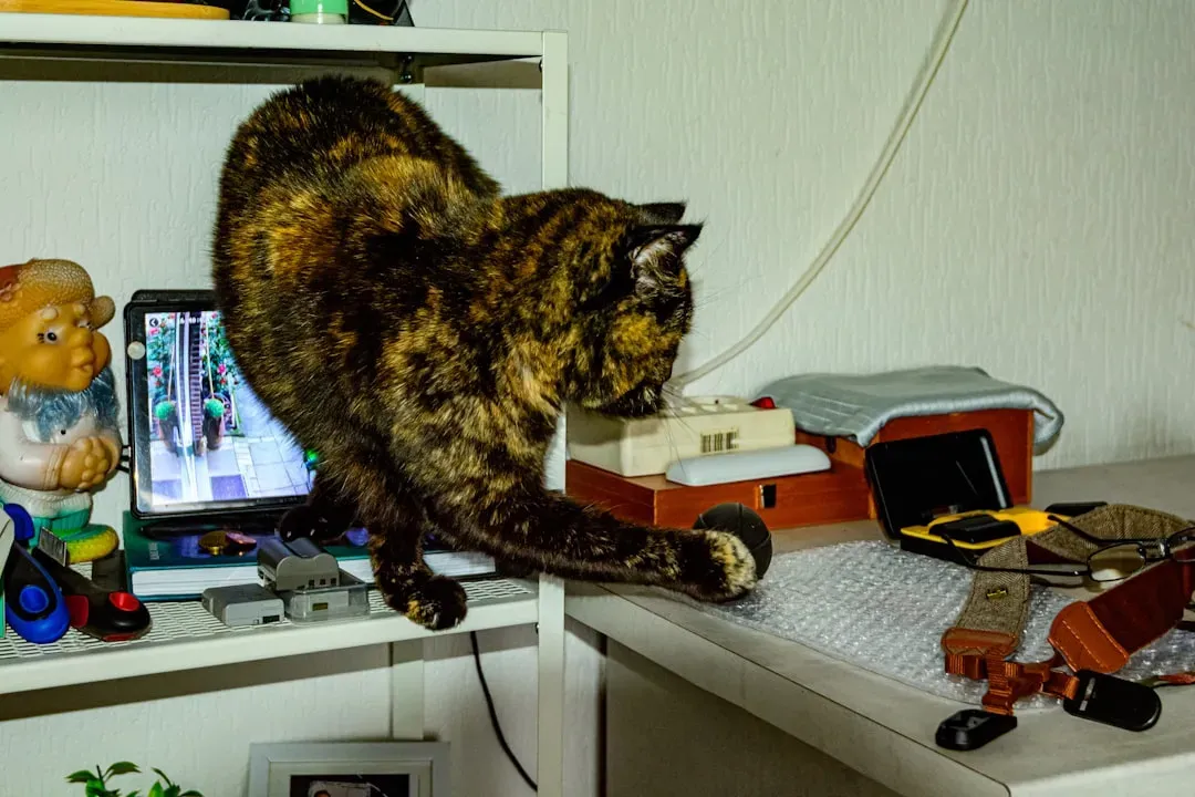 Why Your Cat Knocks Things Over (Image Credits: Unsplash)