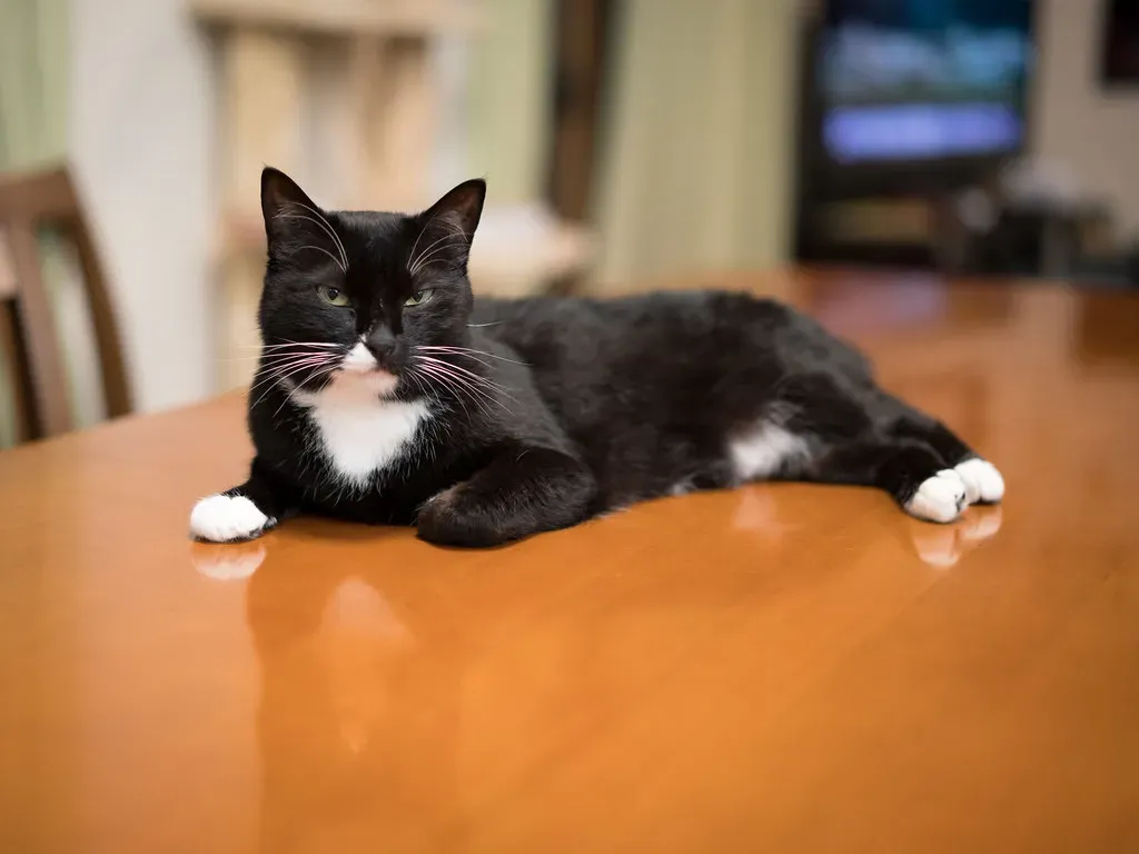 Conclusion: Understanding the Dinner Stare (Image Credits: Flickr)