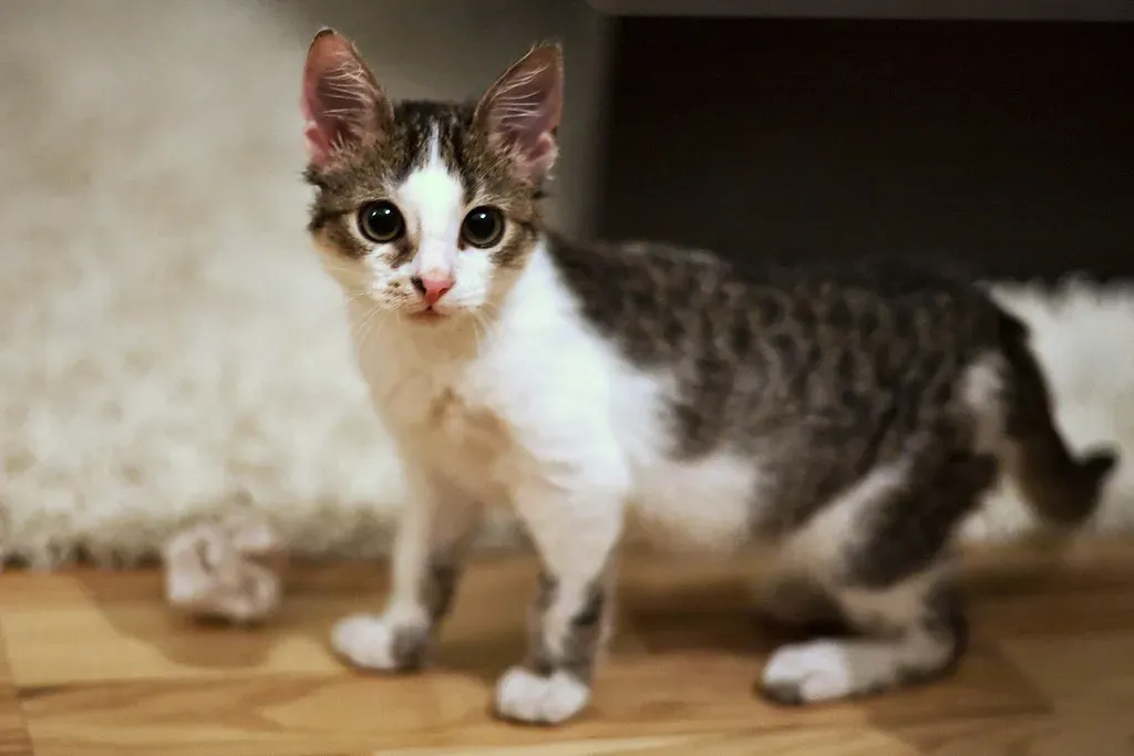 2. Crumpled Paper Balls: Zero Cost, Maximum Entertainment (Image Credits: Flickr)