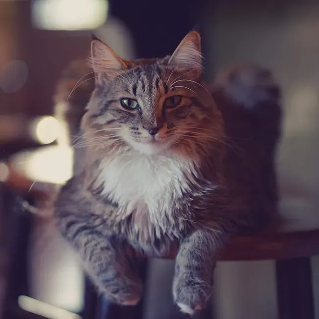 4. The Maine Coon: The Gentle Giant Who Greets You at the Door (Image Credits: Pexels)