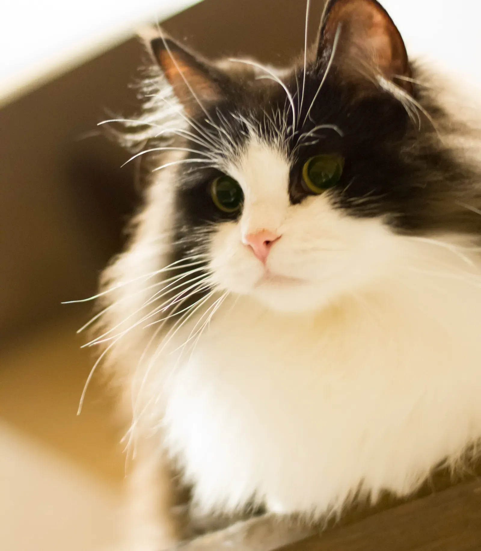 #12 - Ragamuffin (Image Credits: Wikimedia)