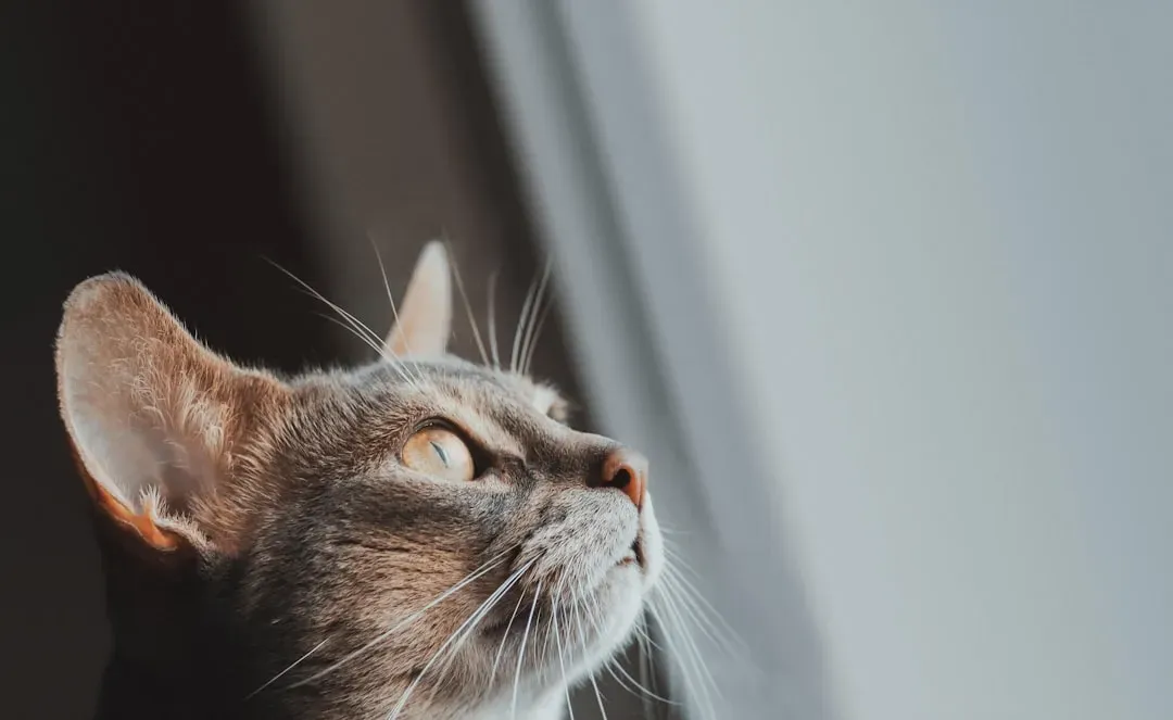 When Zoomies Deserve a Second Look (Image Credits: Unsplash)