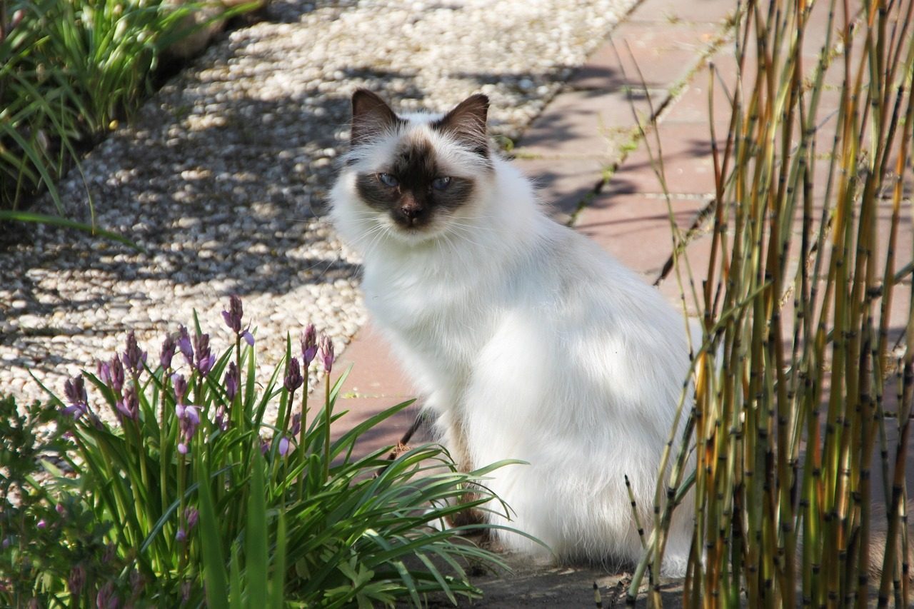 Birman: The Sweet and Social Feline (Image Credits: Pixabay)