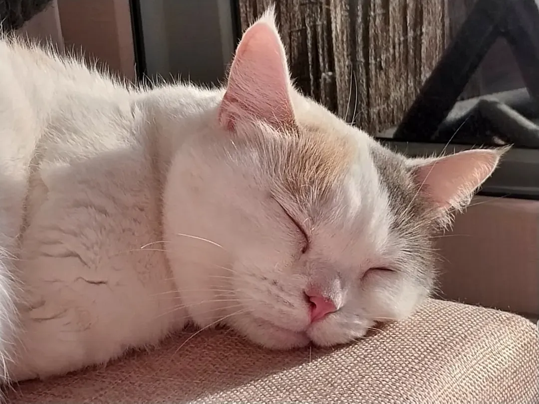 Your Cat Is Essentially Running a Built-In Power Management System (Image Credits: Unsplash)