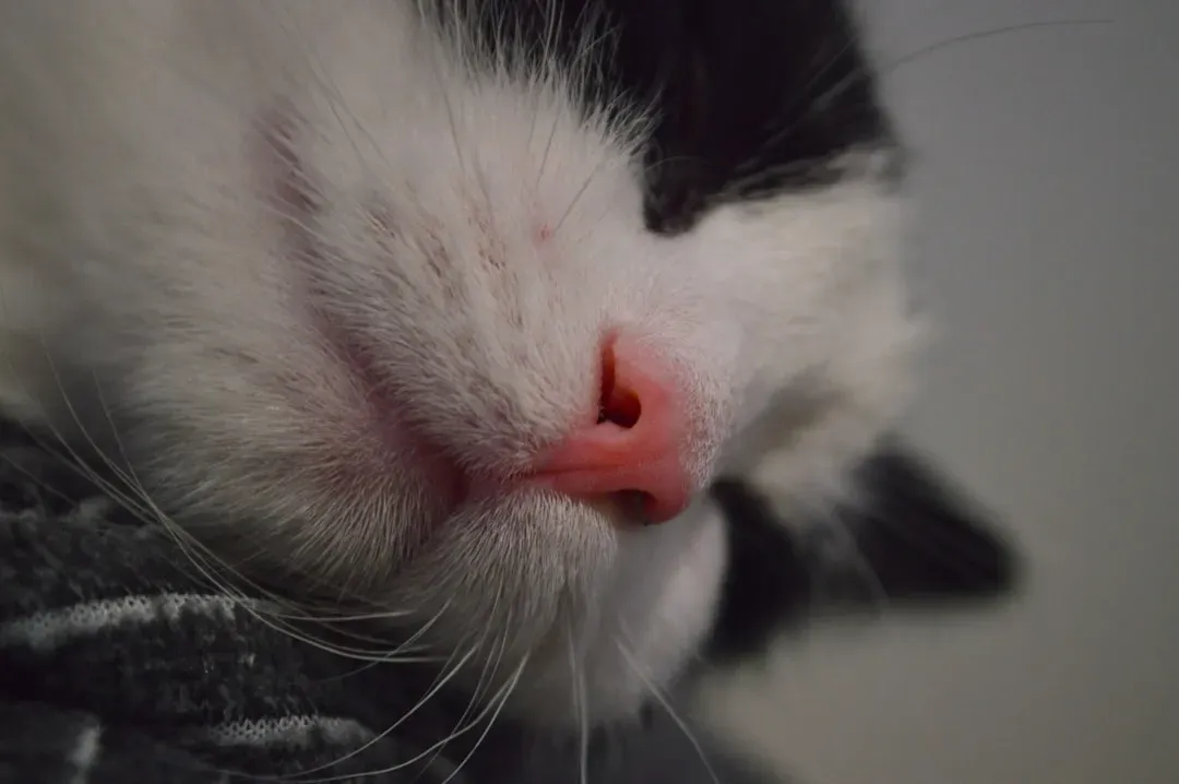 The Two-Stage Sleep Strategy That Makes Cats Unstoppable (Image Credits: Unsplash)
