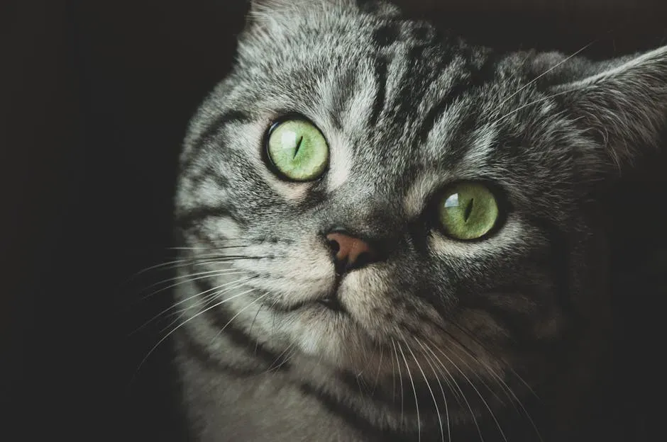 The Science Behind the Cat Face: How Researchers Cracked the Code (Image Credits: Pexels)