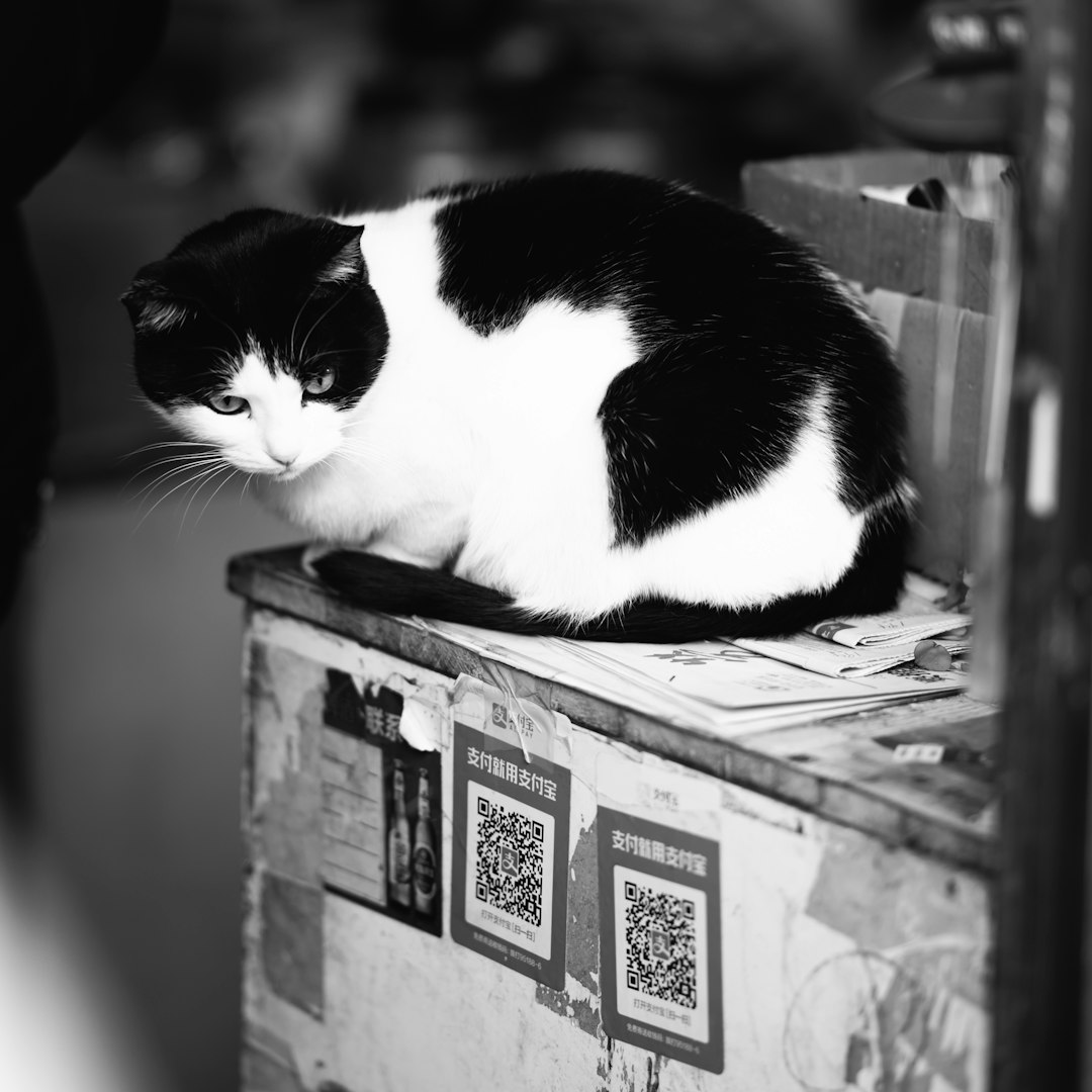 Senior Cats with Mobility Issues (Image Credits: Unsplash)