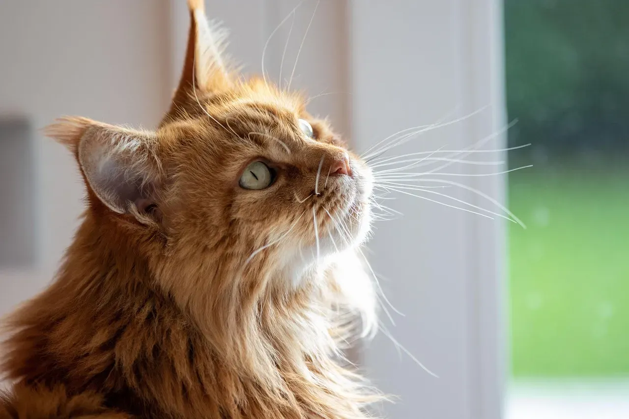 5. Maine Coon: Gentle Giant, Giant Fur Problem (Image Credits: Pixabay)