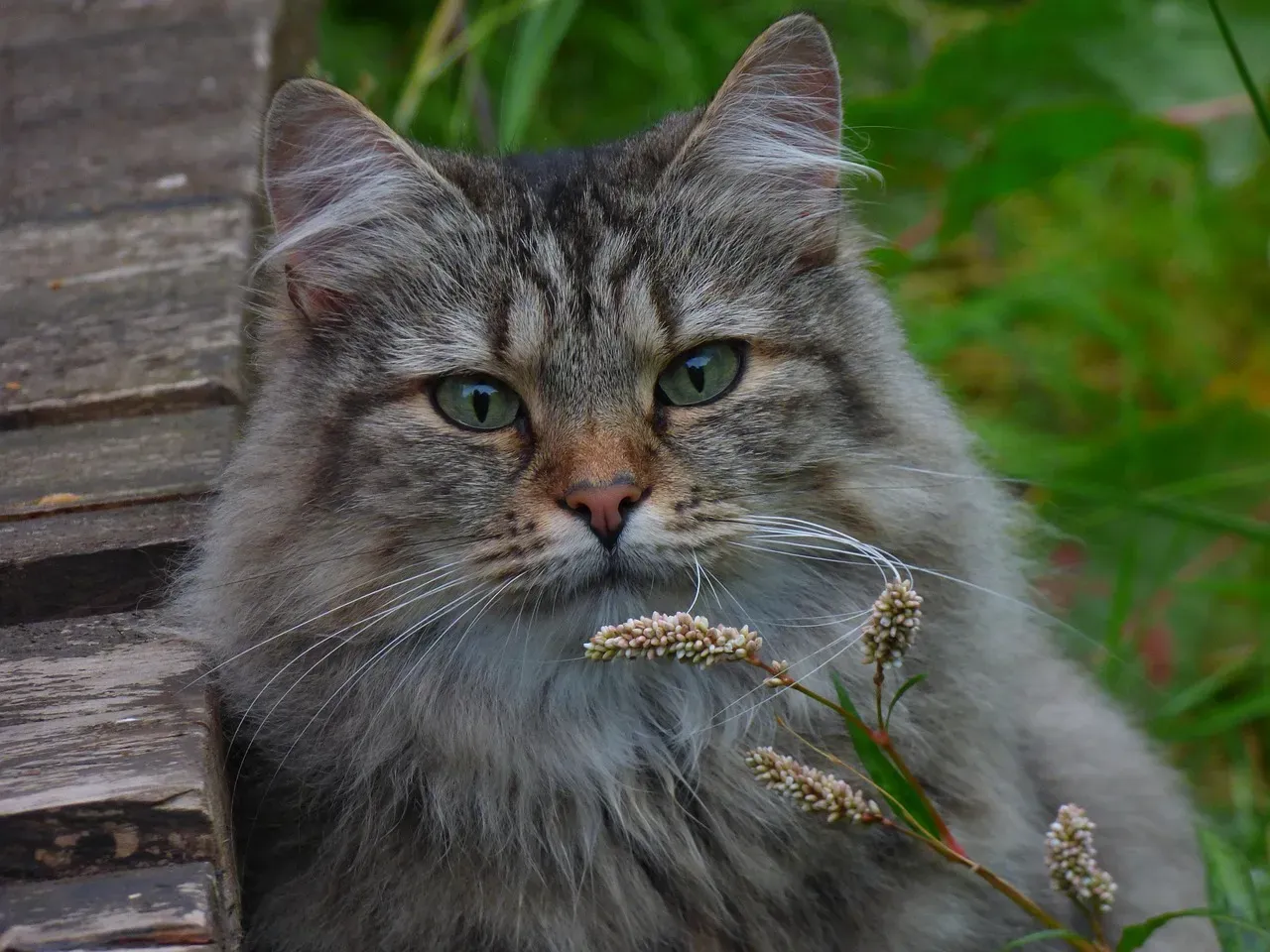 Norwegian Forest Cat: Independent Mountain Spirit (Image Credits: Pixabay)
