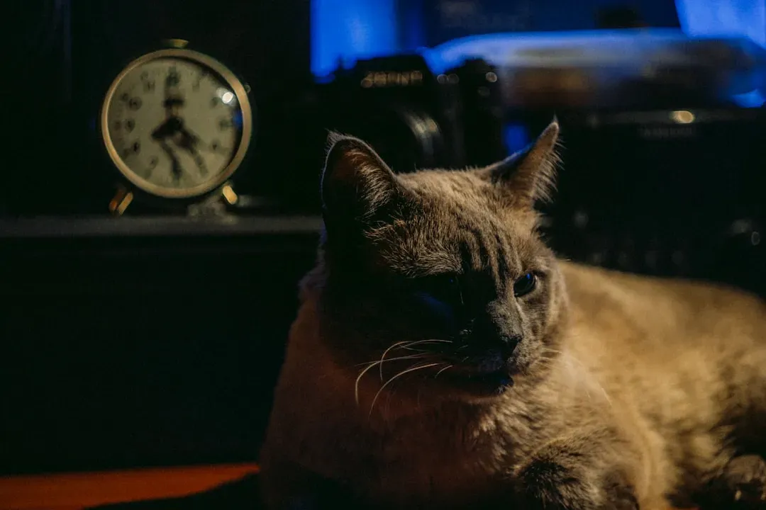 The alarm clock in your cat's head is not a myth (Image Credits: Unsplash)