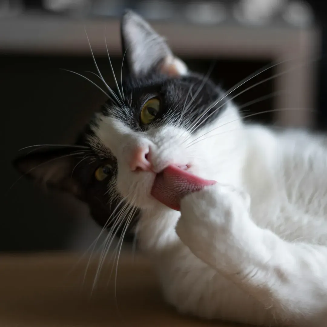 9. Grooming Themselves More When They Come Near You (Image Credits: Unsplash)