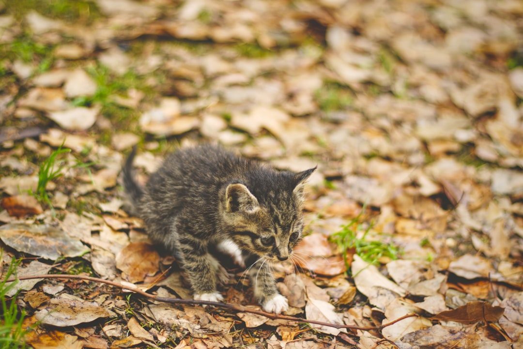 Geoffroy's Cats: Small Size, Big Problems (Image Credits: Unsplash)