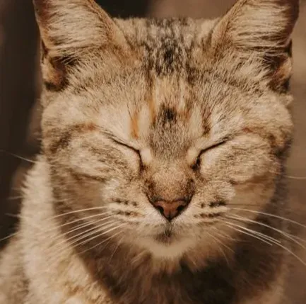 Slow Blinks and Soft Eyes: The Feline Version of “I Love You” (Image Credits: Pexels)