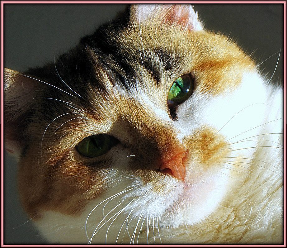 Sharing Resources as Family Members (Image Credits: Flickr)