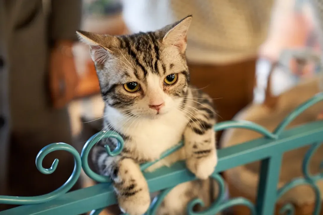 #2 Why Your Cat Hears You but Doesn’t Come (Image Credits: Unsplash)