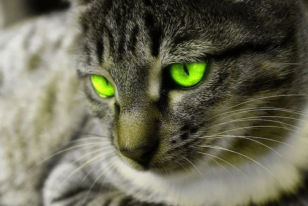 The Tapetum Lucidum: The Secret Behind That Eerie Eye Glow (Felinest, Flickr, CC BY 2.0)