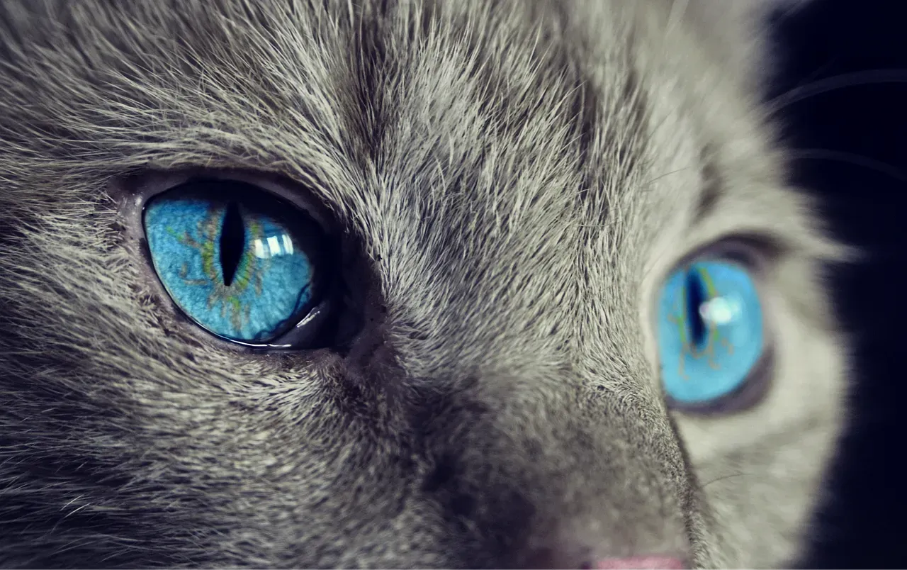 How Your Cat's Vision Makes Lasers Extra Tempting (Image Credits: Pixabay)