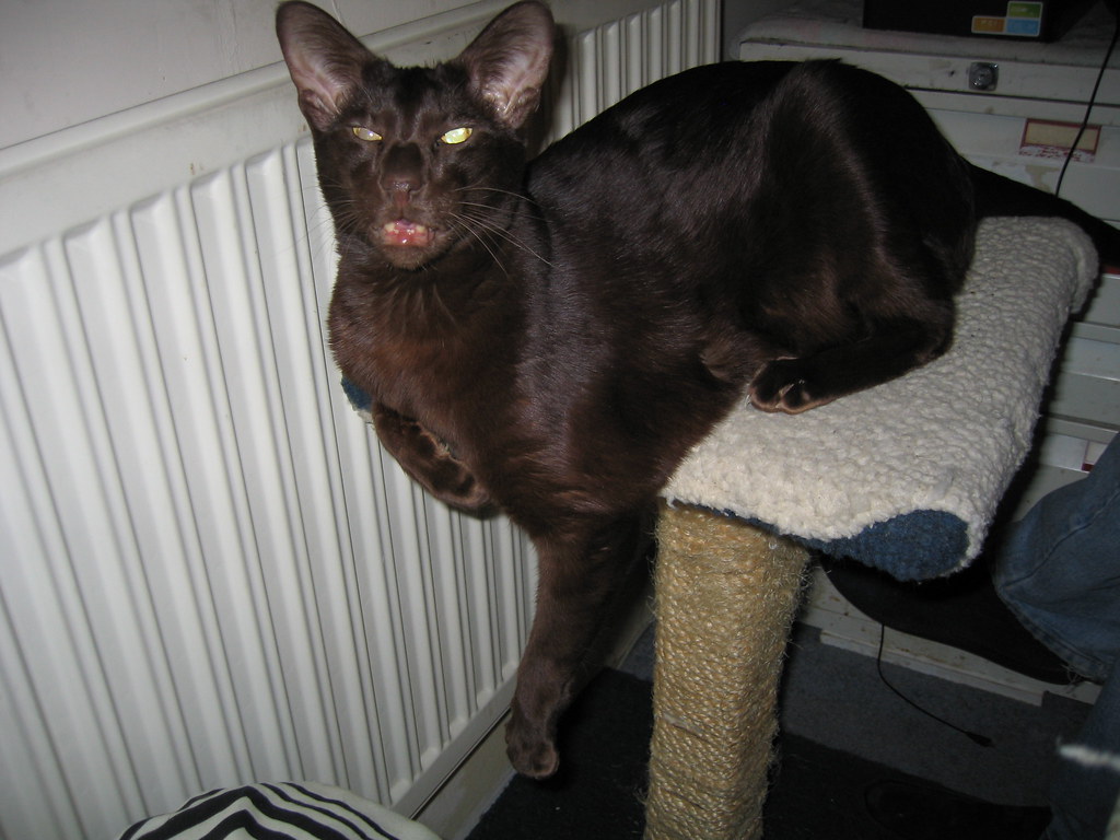 Aquarius: Havana Brown – The Unique Individual (Image Credits: Flickr)