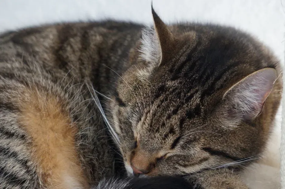 #6 - Back-to-Back Sleeping (Image Credits: Pexels)