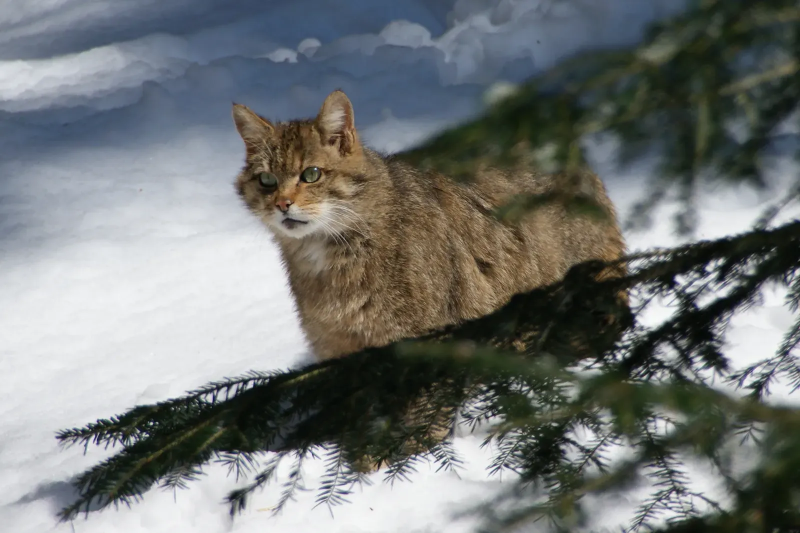 7. The “Wildcat” Debate – European Wildcat vs. North American Wildcats (By Aconcagua (talk), CC BY-SA 3.0)