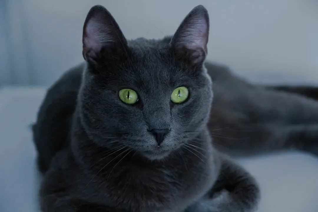 2. Russian Blue: The Quiet Intellectual (Image Credits: Unsplash)