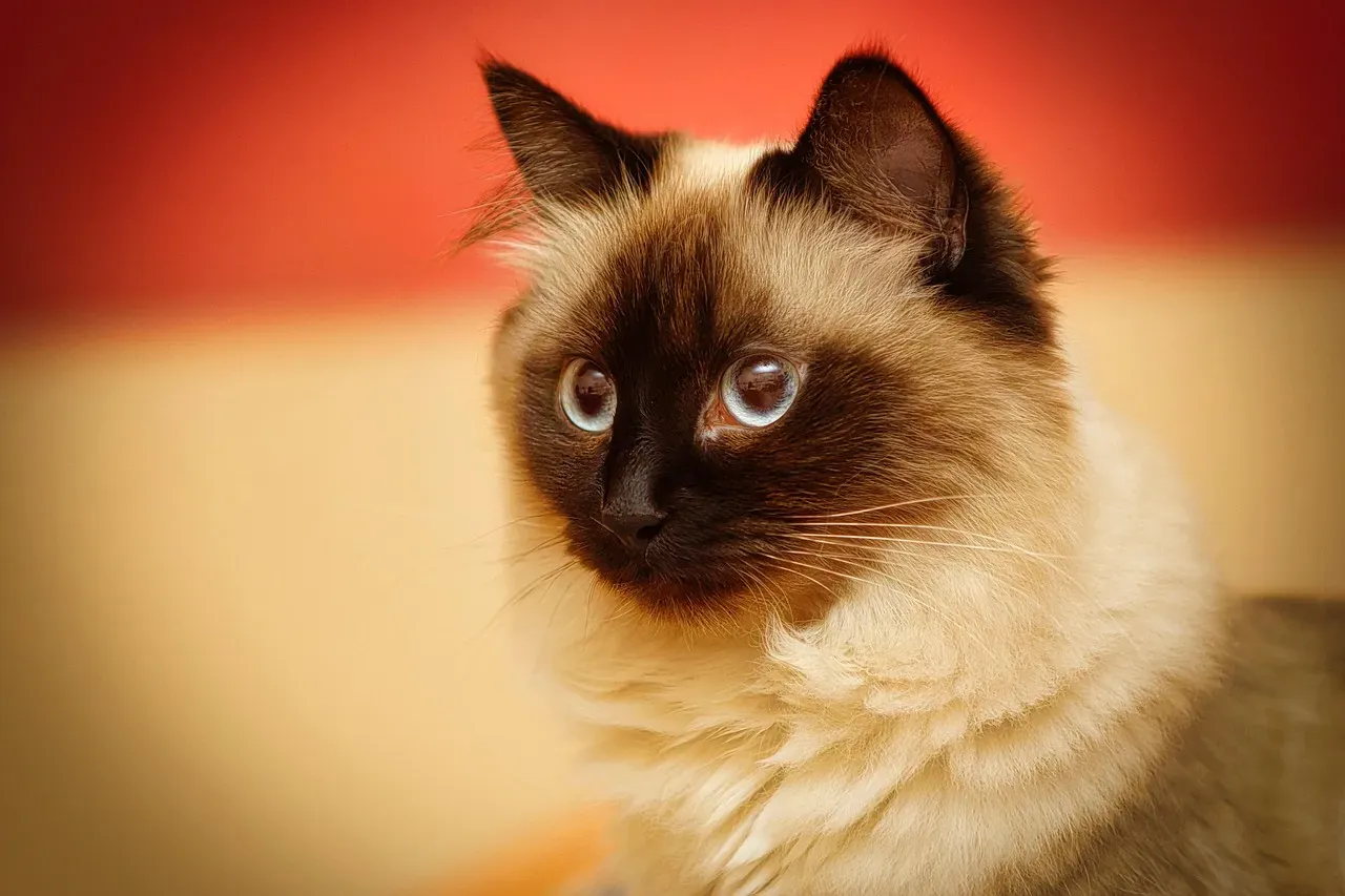 Birman: The Velcro Cat With Sapphire Eyes (Image Credits: Pixabay)