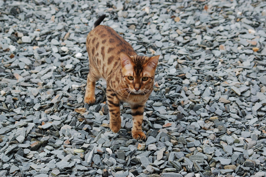 Bengal: The Wild Adventure Seeker (Image Credits: Flickr)