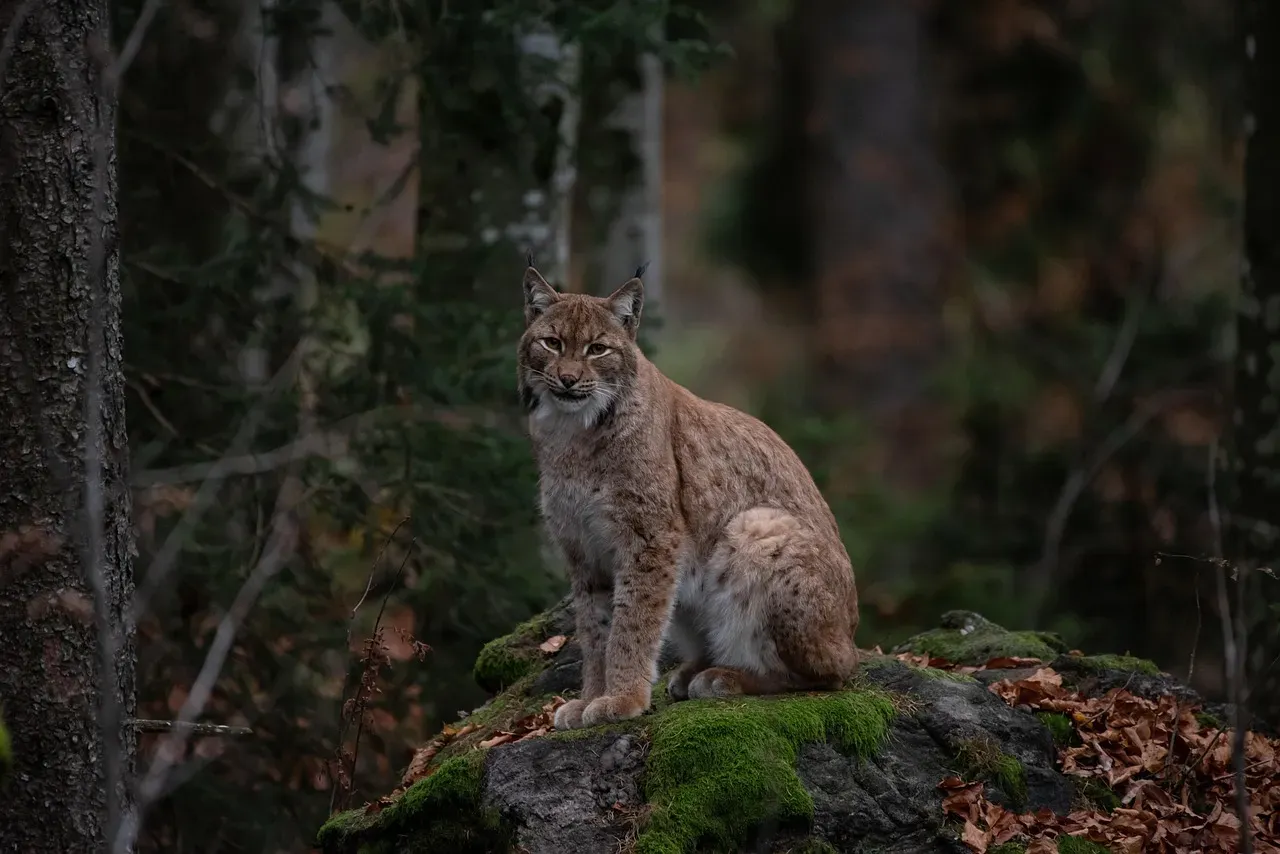 #3 Urban bobcats still play by wild rules (Image Credits: Pixabay)