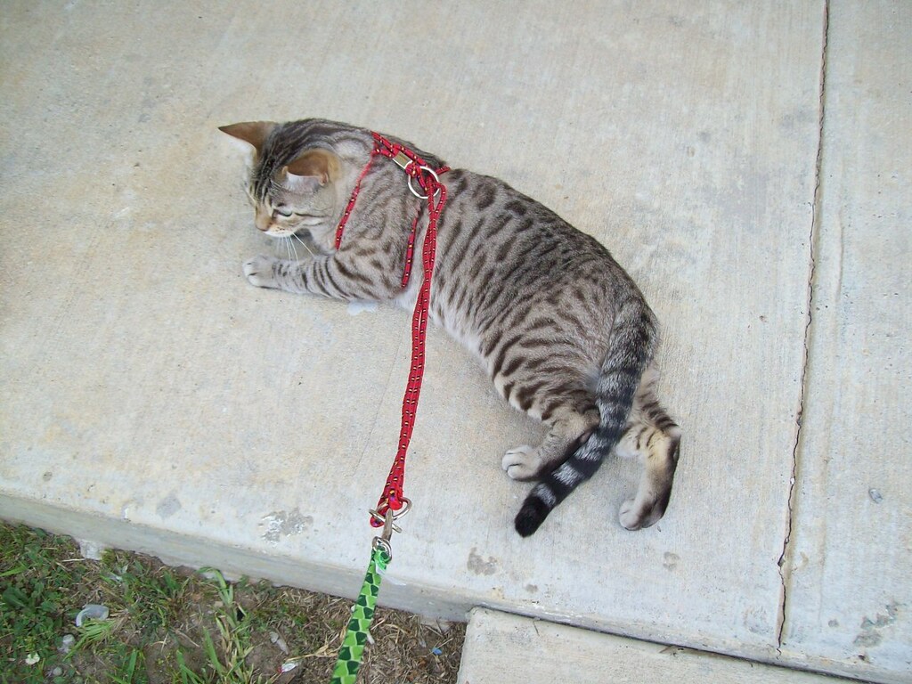 Exceptional Intelligence and Trainability (Image Credits: Flickr)