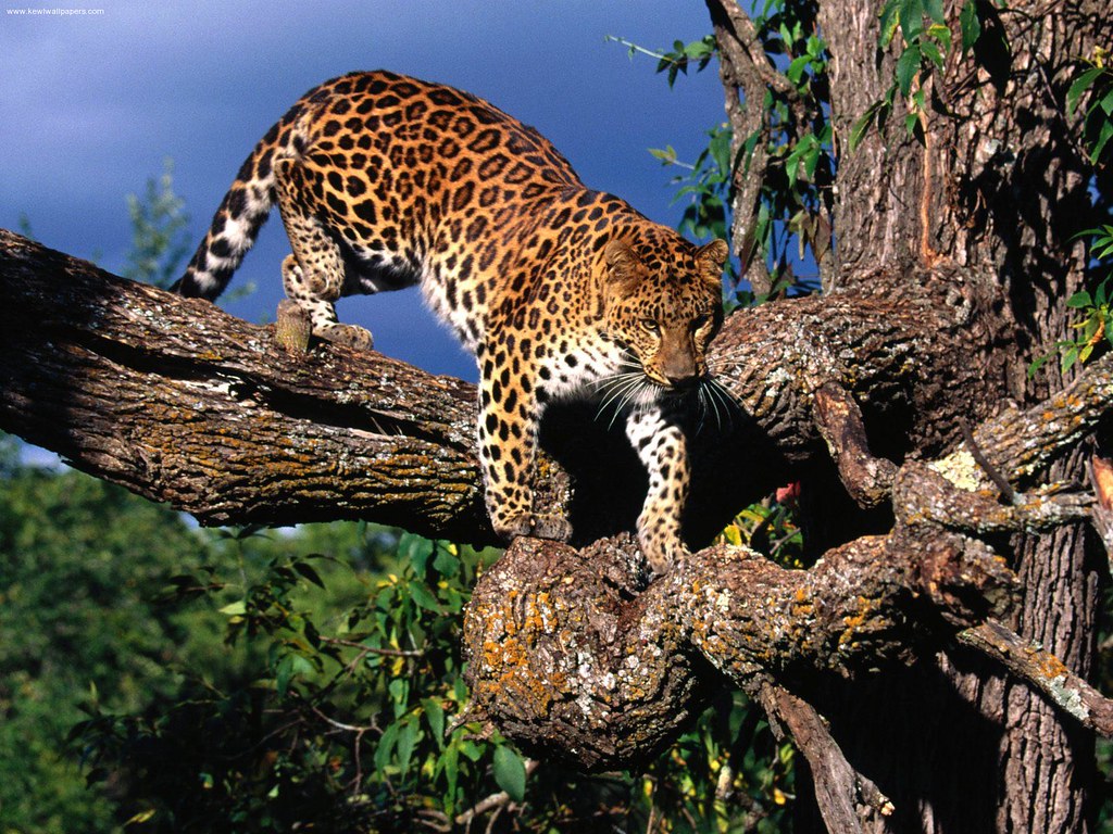 Amur Leopard: The World's Rarest Big Cat (Image Credits: Flickr)