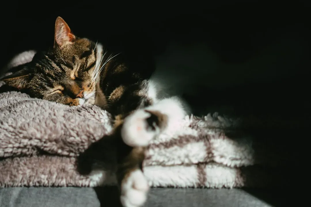 Kittens and Senior Cats Sleep the Most (Image Credits: Unsplash)