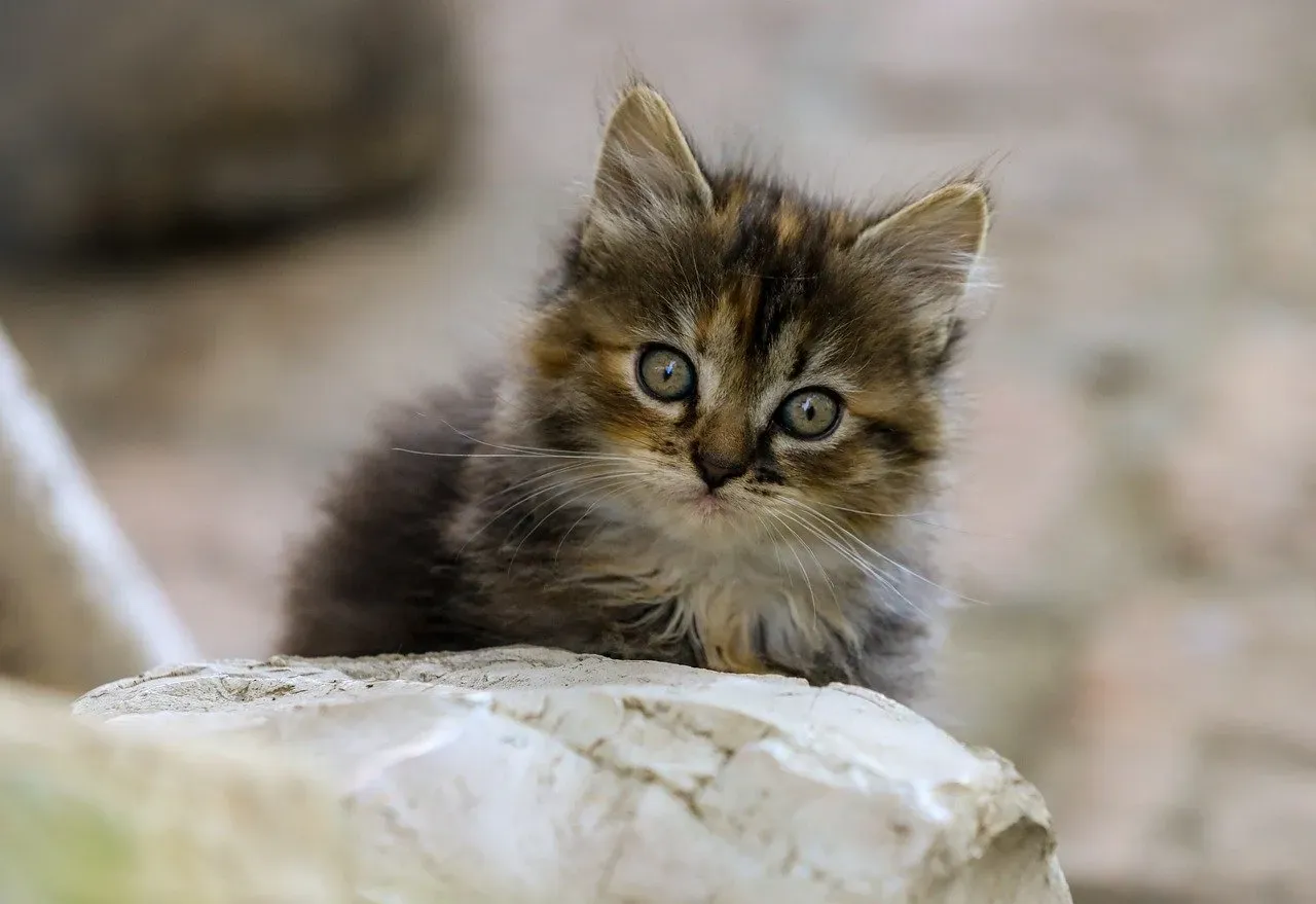 Milo (Image Credits: Pixabay)