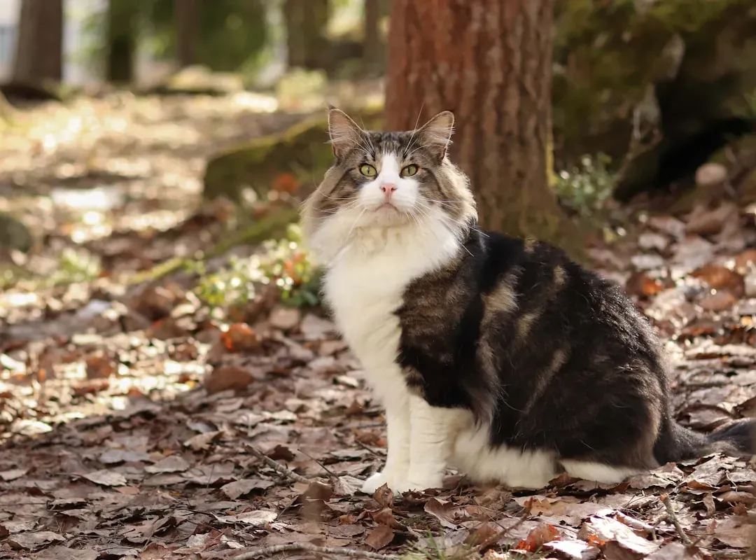 7. Norwegian Forest Cat: The Calm Nordic Companion (Image Credits: Unsplash)