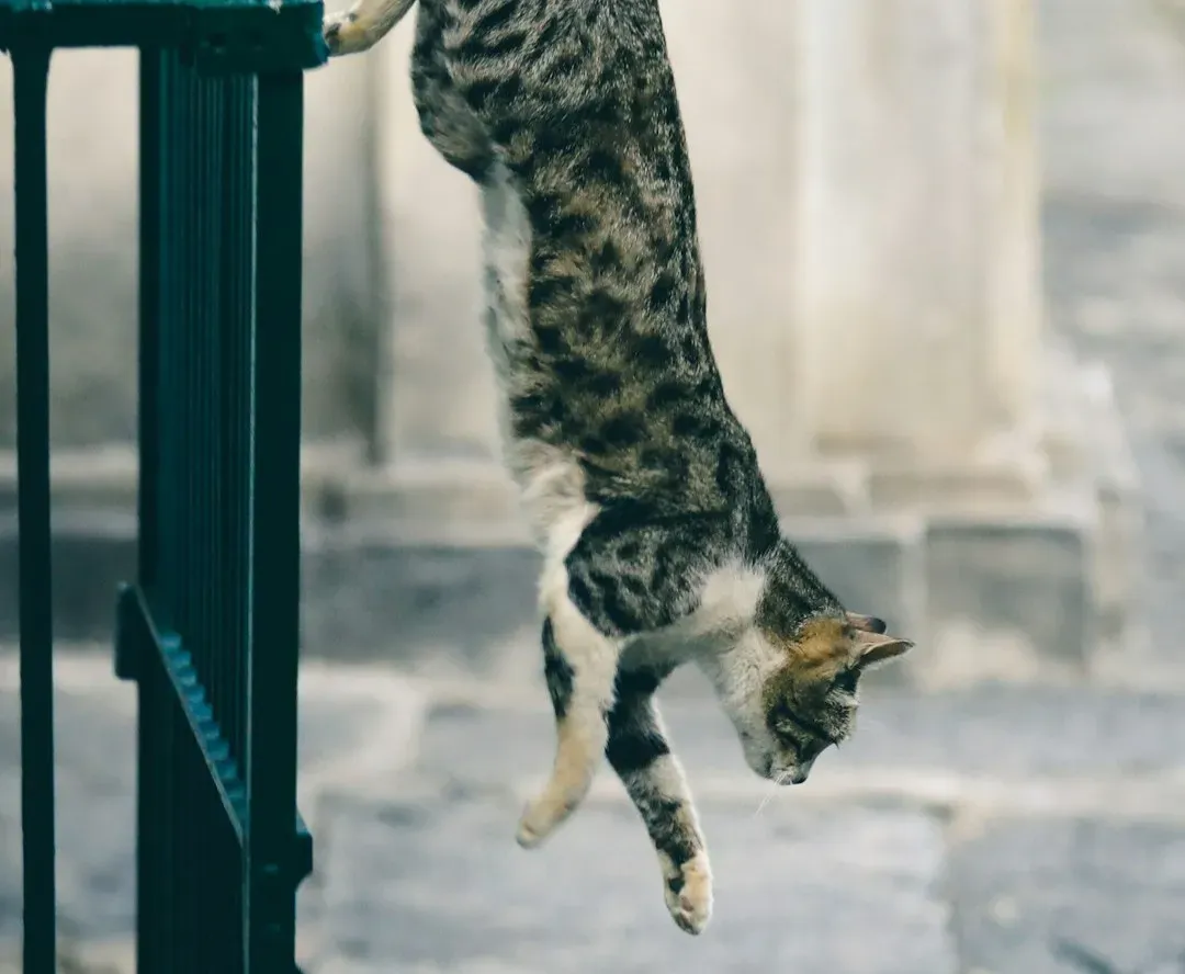 #12 - The "Always Land on Their Feet" Myth Isn't Fully True (Image Credits: Unsplash)