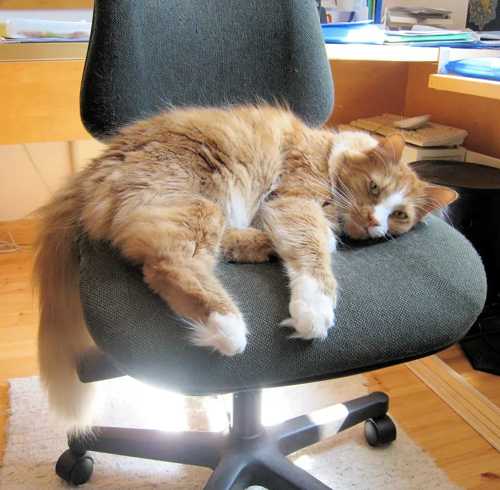 #11 - Which Chair or Cushion Is "Yours" (AKX_, Flickr, CC BY 2.0)