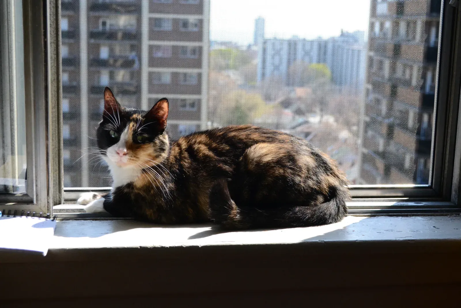 Why Cats and Small Apartments Actually Work Well Together (Image Credits: Wikimedia)