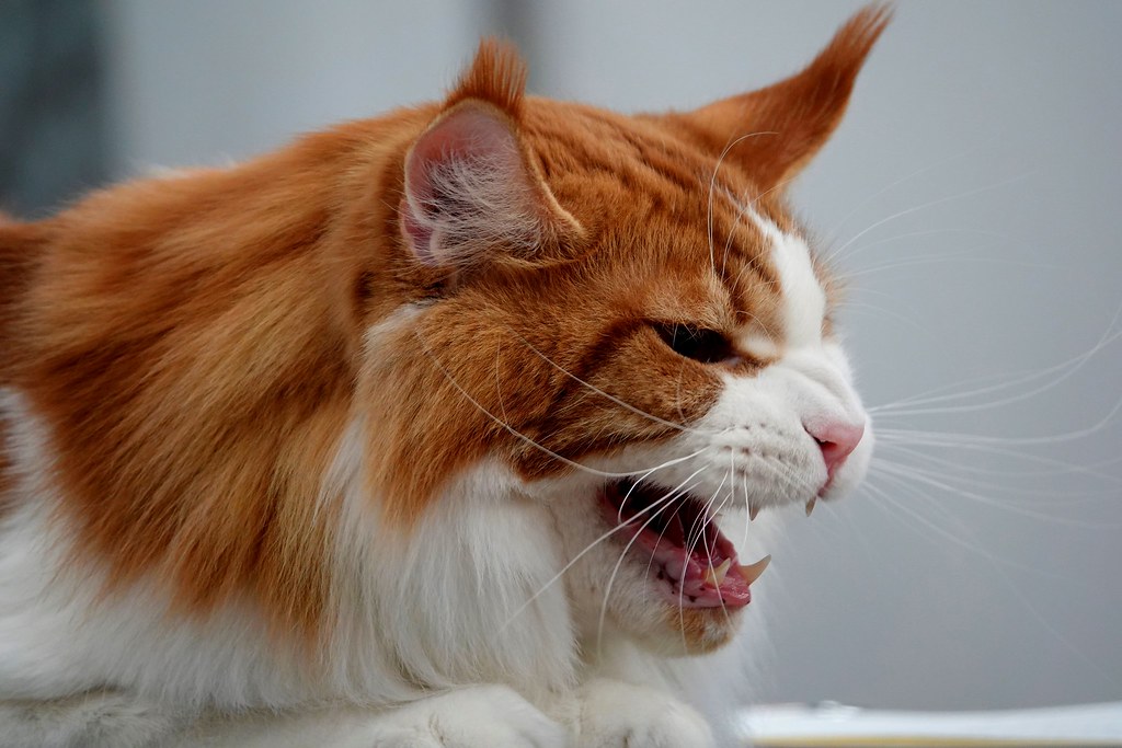 Maine Coon: The Friendly Giant (Image Credits: Flickr)