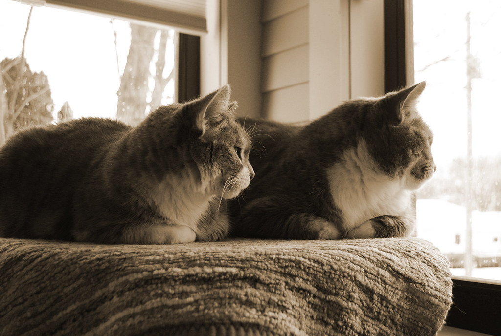 The Synchronized Behavior Breakthrough (Image Credits: Flickr)
