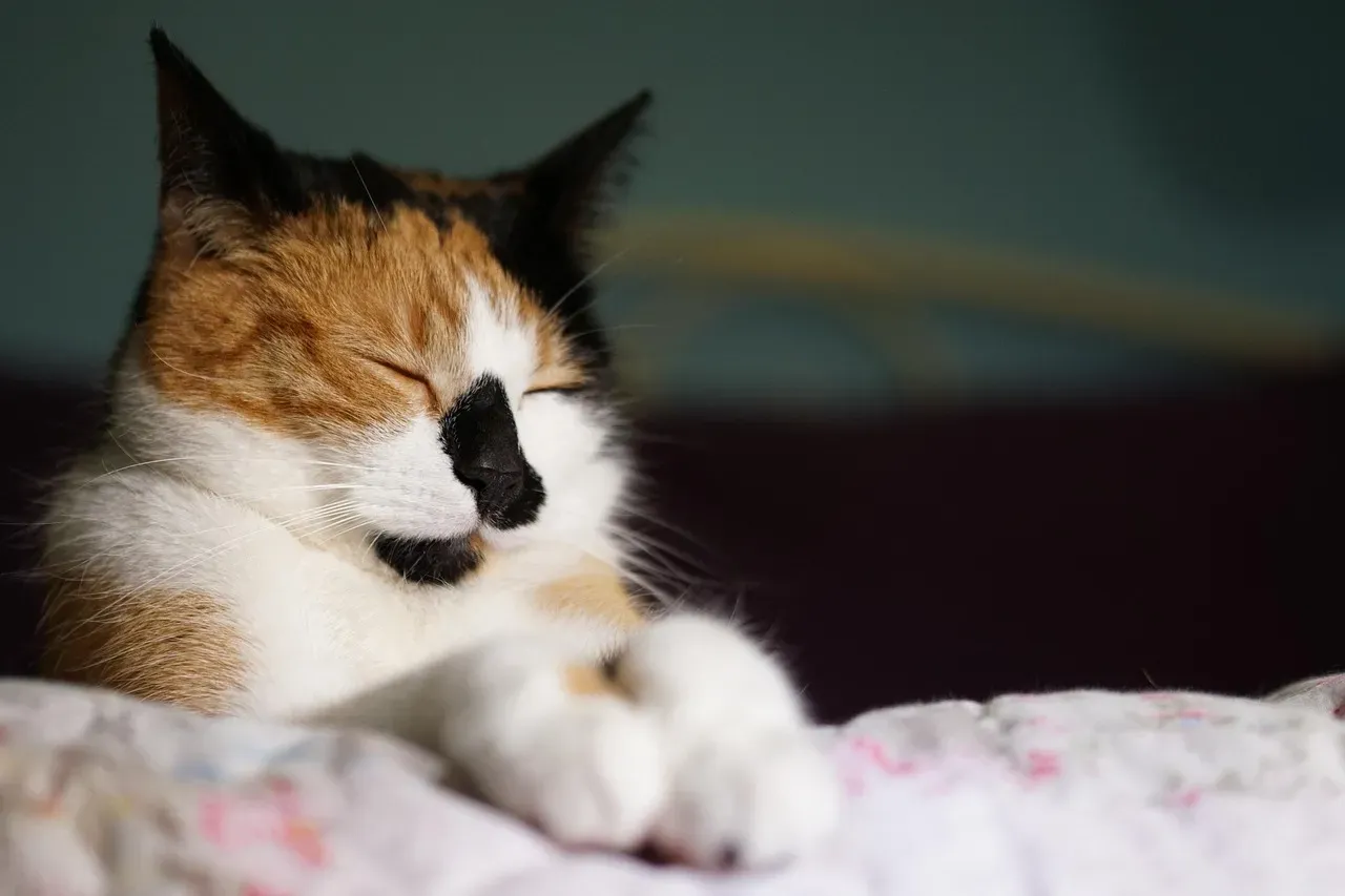 Most Of It Is Just Light Dozing (Image Credits: Pixabay)