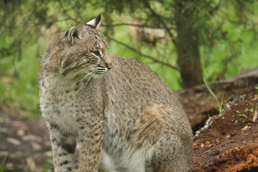 Florida's Everglades and Swamplands (Image Credits: Flickr)