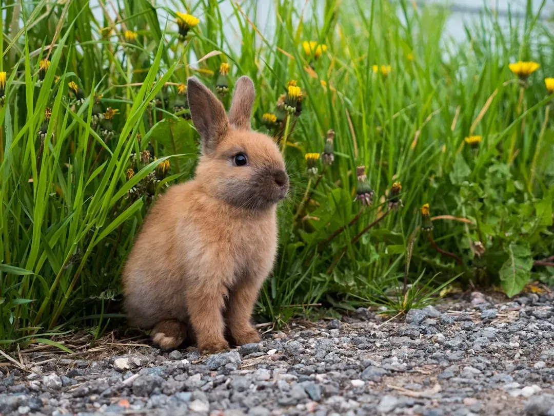 #5 Rabbits, dwarf breeds (Image Credits: Unsplash)