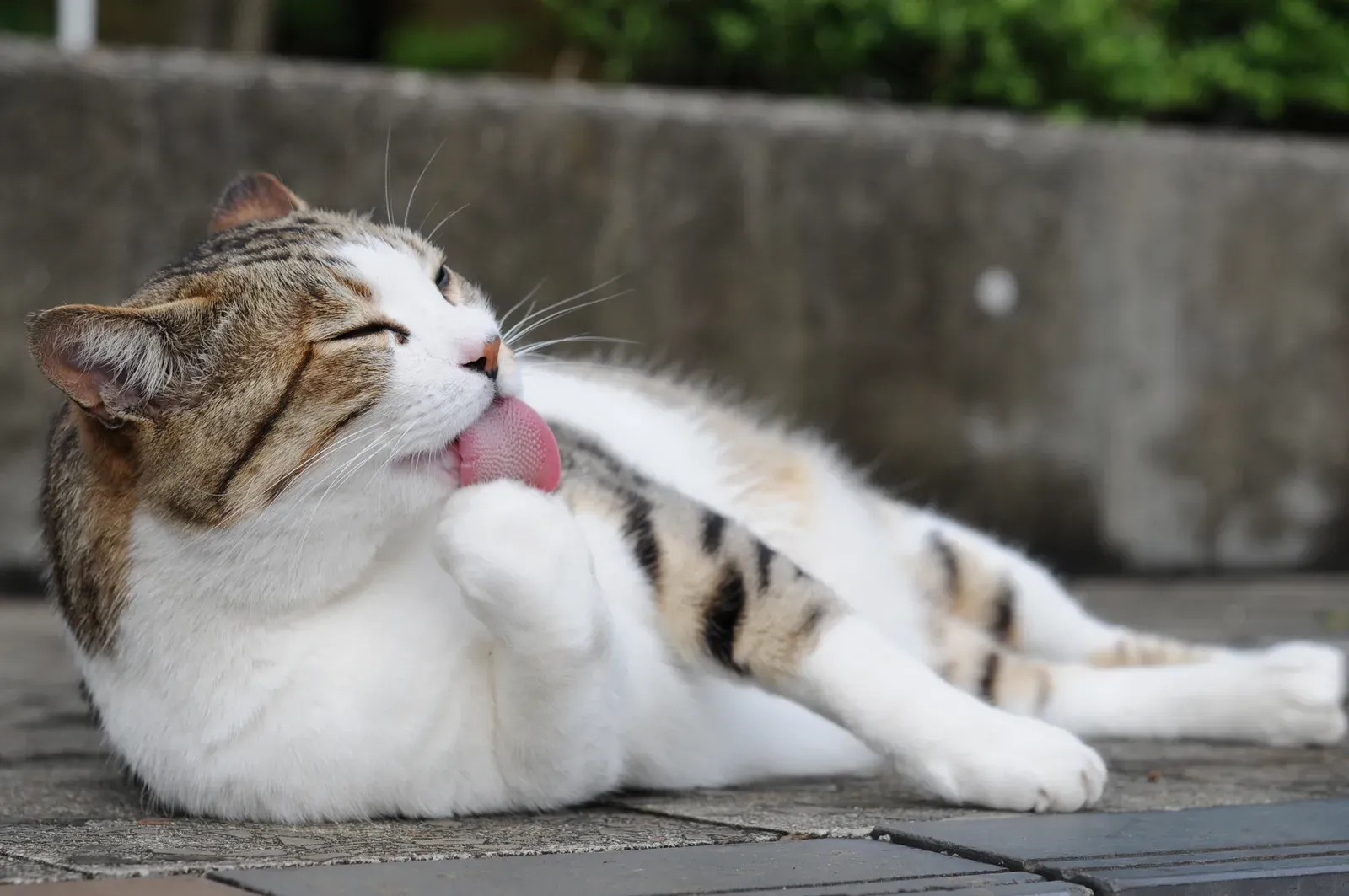 Why Some Cats Are Naturally Cleaner Than Others (originally posted to Flickr as D01_6604, CC BY-SA 2.0)