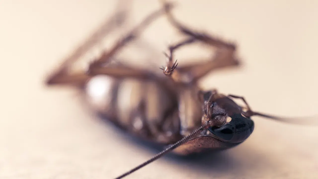 Dead Bugs Near Windows or Basements (Image Credits: Pixabay)