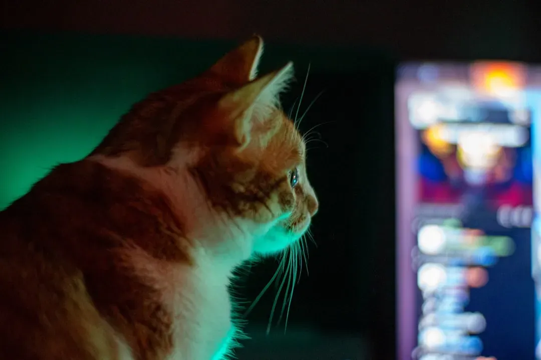 2. Your Cat Stares at the Screen During Wildlife Docs Like You're Finally Making Decent Choices (Image Credits: Unsplash)