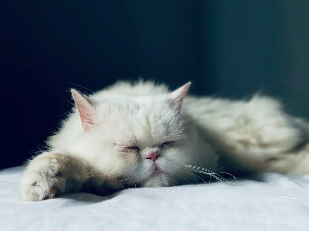 Boredom Can Genuinely Cause Your Cat to Oversleep (Image Credits: Unsplash)