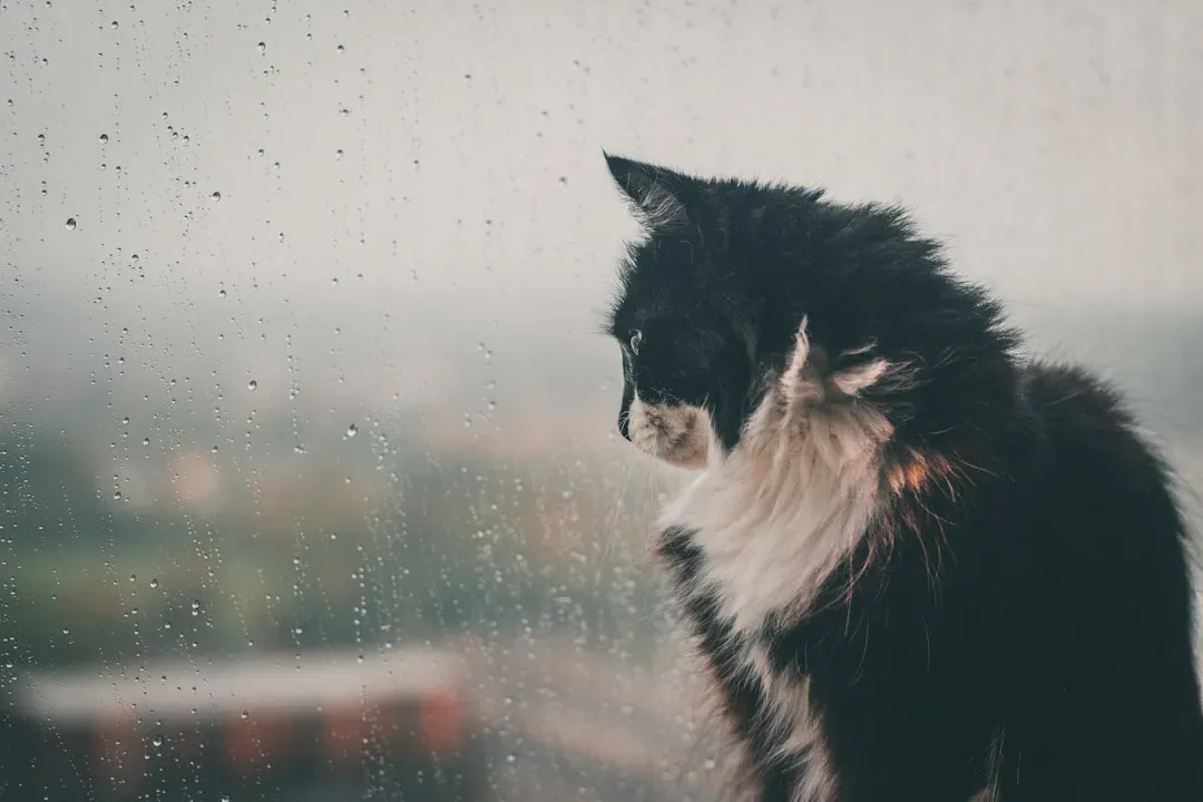 5. Your Cat Can Sense Approaching Storms Before the Weather App Does (Image Credits: Unsplash)