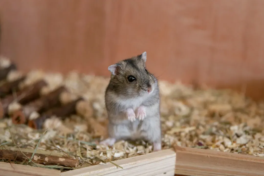When Your Hamster Suddenly Stops Burrowing (Image Credits: Unsplash)