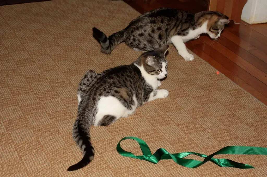 The Right Way to Use Laser Pointers (Image Credits: Flickr)